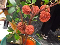 -长安大牌档之龙头酒肆(荣民龙首广场店)