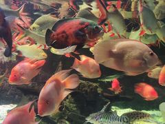 -太平洋海底世界