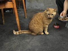 -肥仔文澳门猪骨煲(南京西路店)