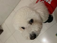 -艾贝尔宠物医院·24H转诊中心·肿瘤猫专科(江宁双龙店)