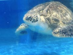 -芜湖新华联大白鲸海洋公园