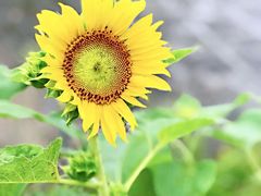 -福建鲤鱼洲酒店