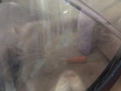 -瑞鹏宠物医院·宠保定点·心脏科·内科(御桥分院)