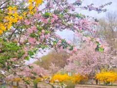 -海棠花溪(元大都城垣遗址公园)