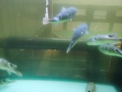 -肆月河豚·淮扬菜·湘菜(华天店)