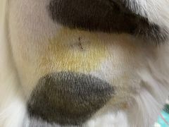 -艾贝尔宠物诊疗