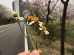 -广东花都湖国家湿地公园