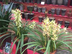-秦美花卉(天朗·莱茵小城2期店)