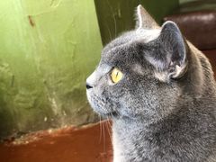 -猫猫幼稚园·撸猫·桌游·电玩