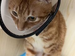 -博特宠物医院24h犬猫全科.骨科·异宠