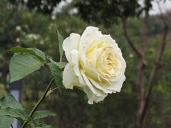 -香蜜公园