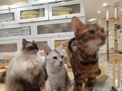 -楼上猫咖(罗湖店)