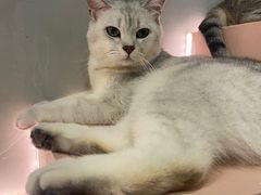 -猫儿山۰猫主题餐厅