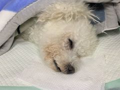 -爱侣宠医·鹦鹉专科·小型哺乳类·异宠专科(灵石路店)