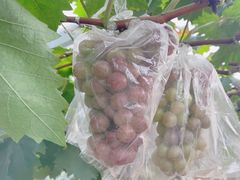 -马陆小张葡萄园农家乐