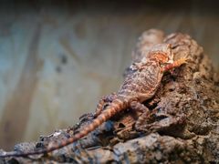 -Rabbit Cafe私房西餐甜点咖啡(栖霞路店)