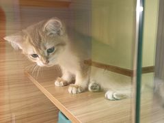 -猫十亿·布偶金渐层·曼基康矮脚猫舍(青年路店)