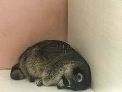 -浣熊柯尔鸭土拨鼠·电玩咖