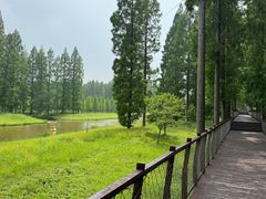 -黄海国家森林公园