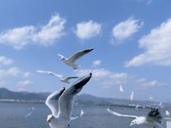 -海埂大坝
