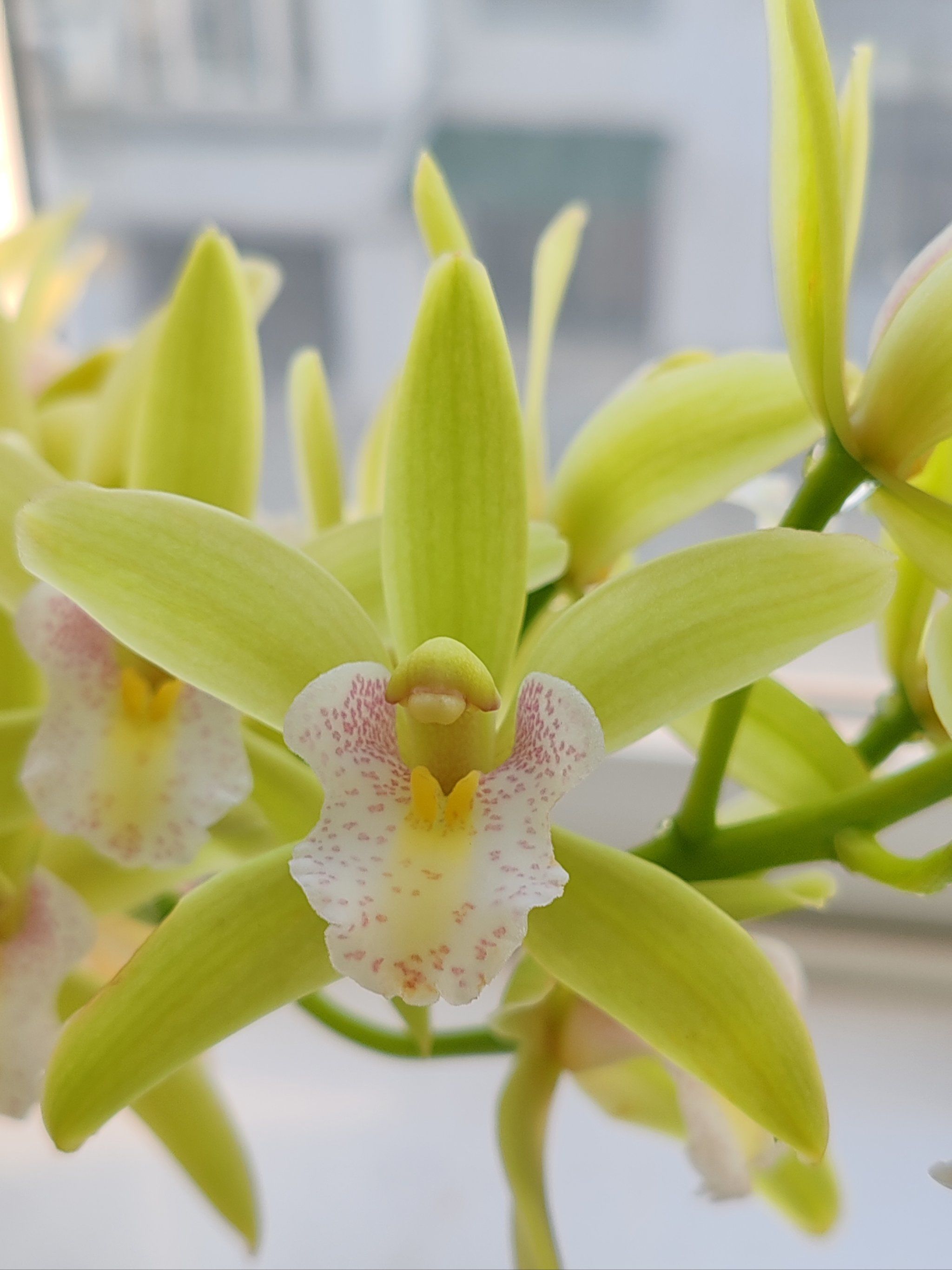 兰花盛开,心情美丽