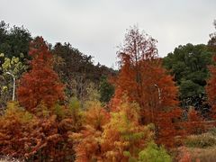 -青龙山国家森林公园