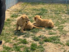 -大连森林动物园