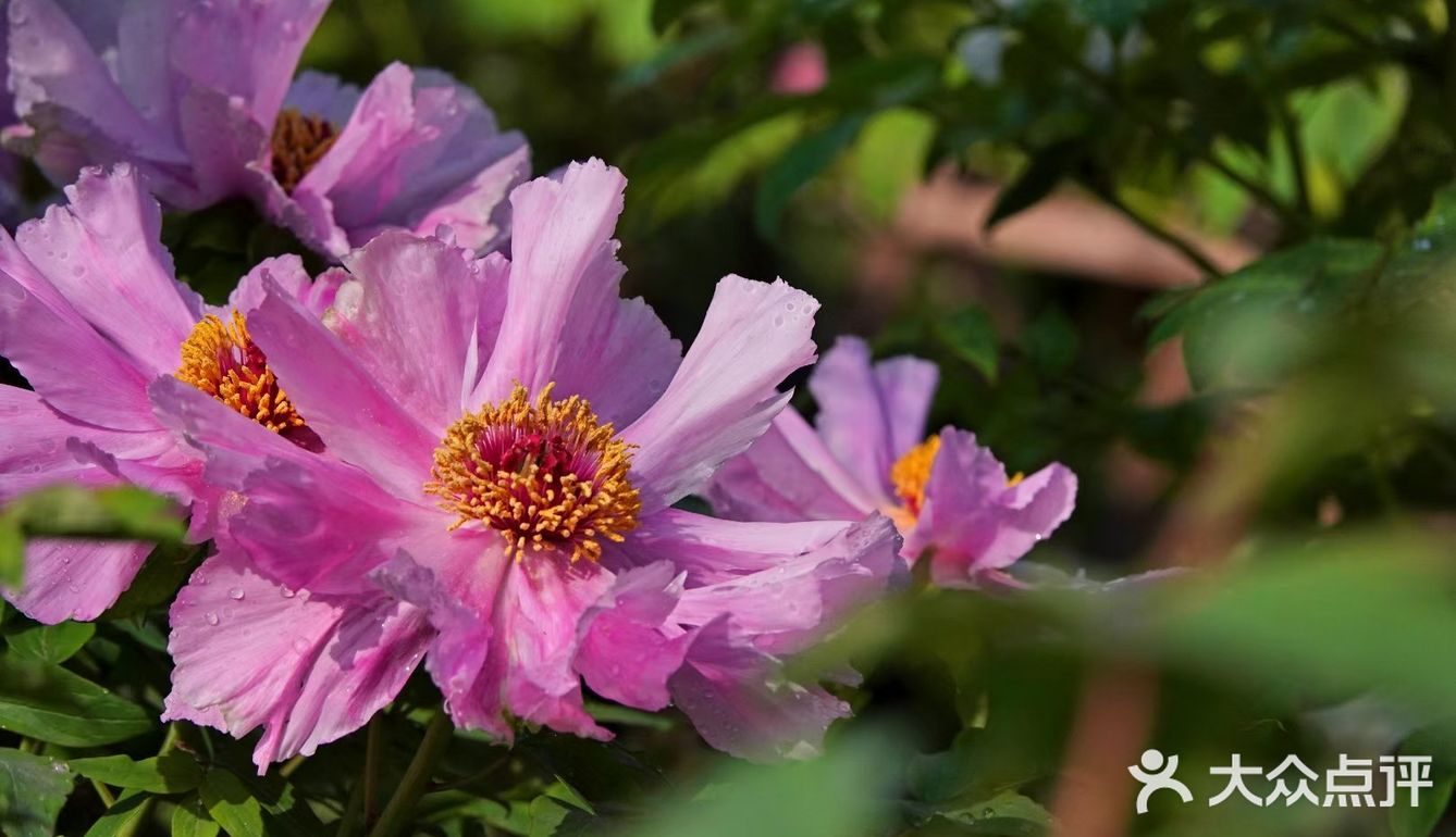 唯有牡丹真国色，打卡这个宝藏园子