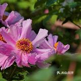 唯有牡丹真国色，打卡这个宝藏园子