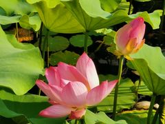 -莲花池公园