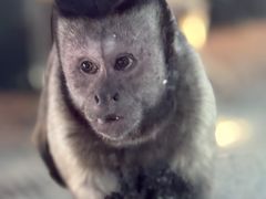 -横道河子东北虎林园