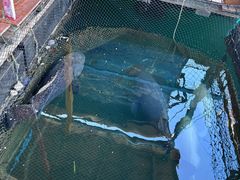 -蓝湾碧波·老字号·疍家非遗海上餐厅