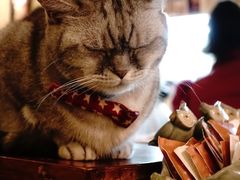 -猫色咖啡·猫咖