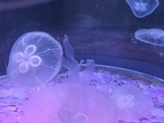 -欢乐海岸海洋奇梦馆