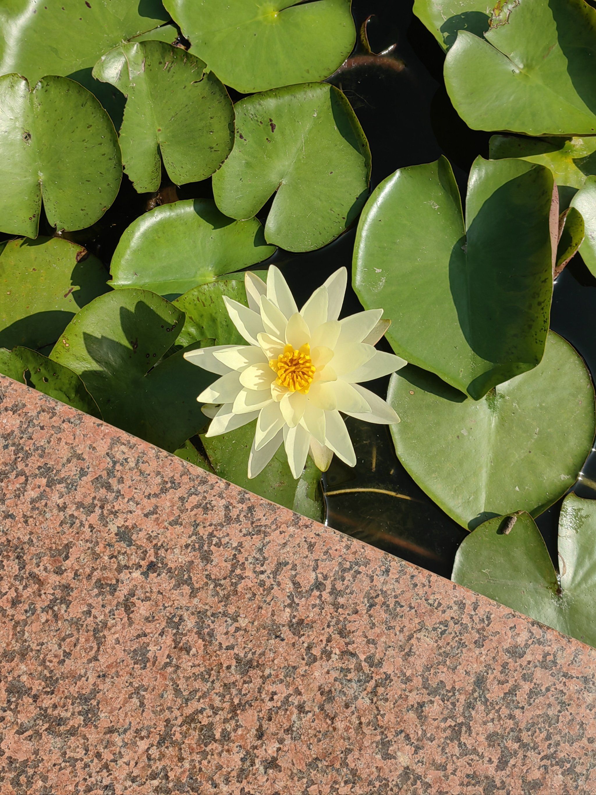 花花治愈系列之睡莲 绽放的美