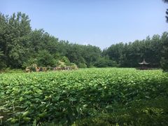 景点-合肥滨湖国家森林公园