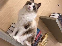-飞行喵MR PILOT|猫舍·猫咖(静安大融城店)