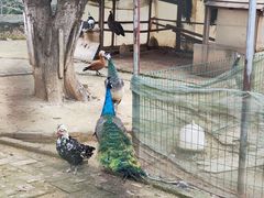 -武汉紫薇都市田园