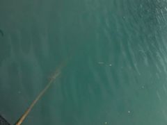-蓝湾碧波·老字号·疍家非遗海上餐厅