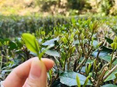 -国生茶庄·地道农家菜团建活动