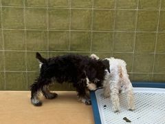 -帕帕拉兹宠物(亚洲旗舰店)