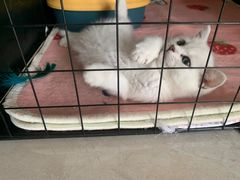 -欣宠猫屋·矮脚拿破仑·蓝金金渐层
