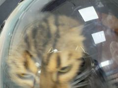 -嘉馨宠物医院·CT影像转诊·心脏科·犬猫全科诊疗中心(下沙大学城院区)