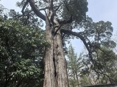 -青岛崂山太清宫