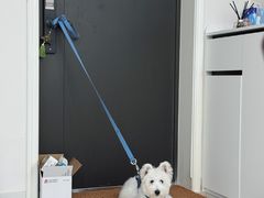 -翊宠yipet猫狗购宠庄园犬舍•猫舍