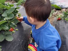 -喜杨洋草莓采摘园