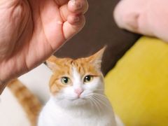 茉莉花饼-詹记桃酥(融创茂店)