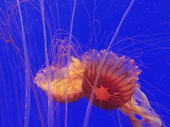 -上海海洋水族馆