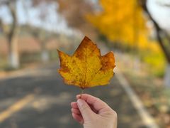 -宜兴龙背山森林公园