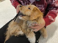 -帕帕拉兹宠物(亚洲旗舰店)